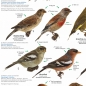 Mobile Preview: Poster "Einheimische Gartenvögel"