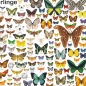 Mobile Preview: Großposter "Schmetterlinge"