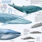 Preview: Großposter "Wale und Delfine"