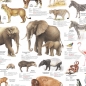 Preview: Poster "Tiere im Zoo"