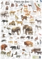 Preview: Poster "Tiere im Zoo"