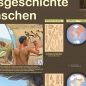 Preview: Poster "Entwicklungsgeschichte der Menschen"