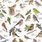 Preview: Poster "Vögel aus den Gärten und Parks Europas"