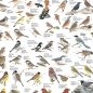 Mobile Preview: Poster "Vögel auf dem Land"
