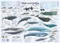 Mobile Preview: Poster "Wale und Delfine"