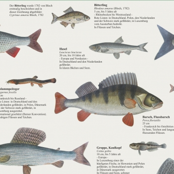 Poster "Europäische Süsswasserfische"