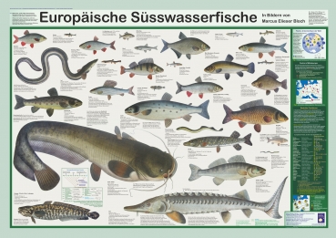 Poster "Europäische Süsswasserfische"