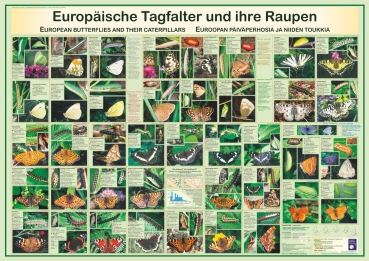 Poster "Europäische Tagfalter und ihre Raupen"