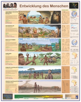 Großposter "Entwicklung des Menschen"