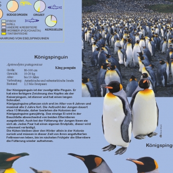 Poster "Pinguine"