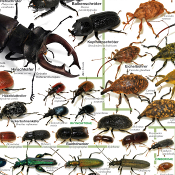 Preview: Poster "Einheimische Käfer"