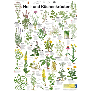 Poster "Heil- und Küchenkräuter"