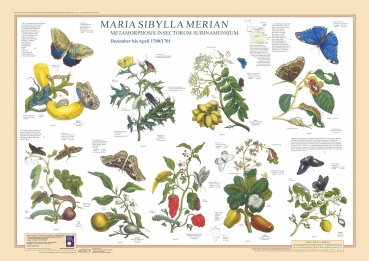 Poster "Maria Sibylla Merian 1"