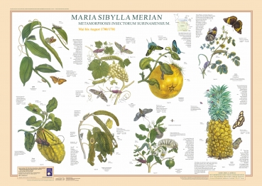 Poster "Maria Sibylla Merian 3"