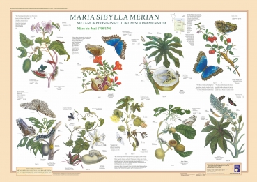 Poster "Maria Sibylla Merian 4"