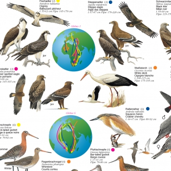 Poster "Zugvögel - Auf der Reise zwischen Afrika und Europa"