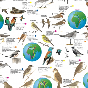 Poster "Zugvögel - Auf der Reise zwischen Afrika und Europa"