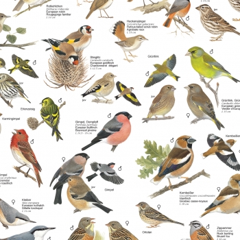 Poster "Vögel aus den Gärten und Parks Europas"