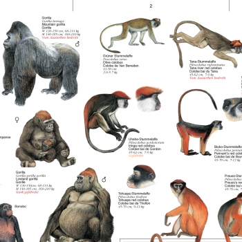 Poster "Primaten aus Afrika"