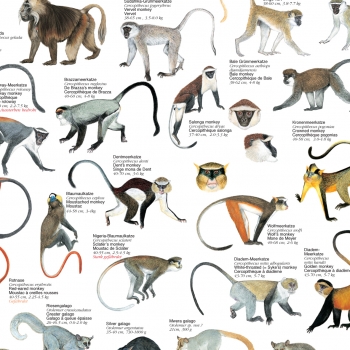 Poster "Primaten aus Afrika"