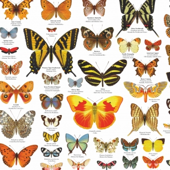 Poster "Schmetterlinge der Welt"