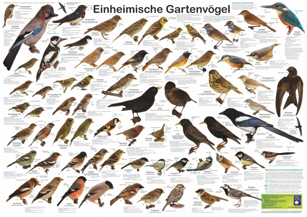 Poster "Einheimische Gartenvögel"