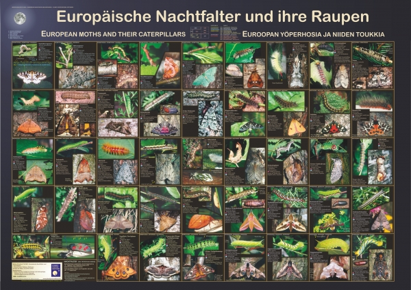 Poster "Europäische Nachtfalter und ihre Raupen"