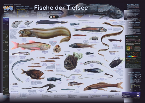 Poster "Fische der Tiefsee"