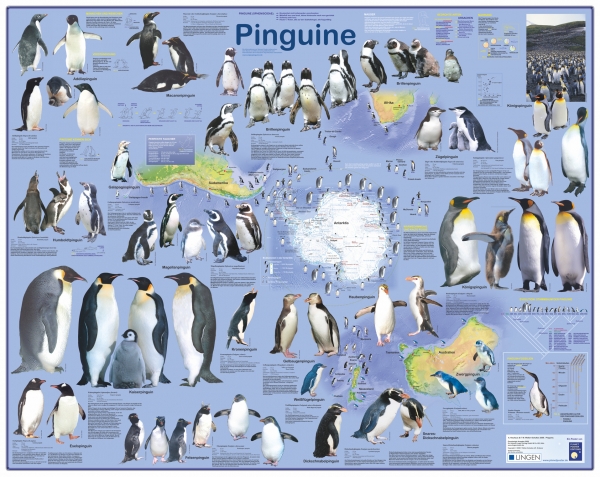 Großposter "Pinguine"