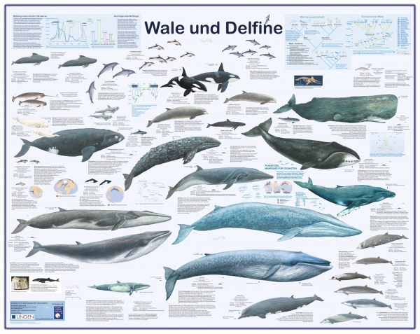 Großposter "Wale und Delfine"