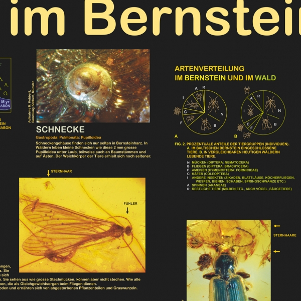 Poster "Leben im Bernstein"