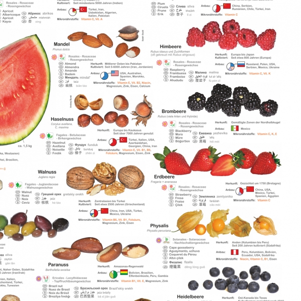Poster "Obst und Nüsse"