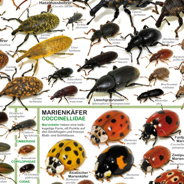 Poster "Einheimische Käfer"