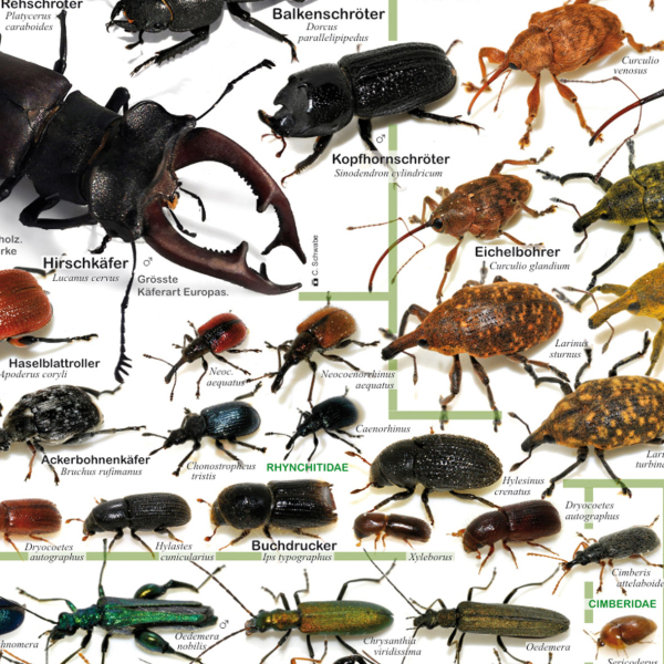 Poster "Einheimische Käfer"