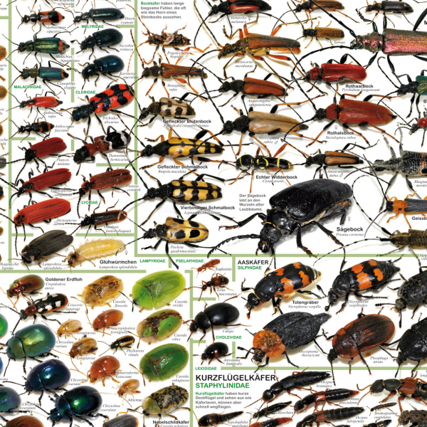 Poster "Einheimische Käfer"