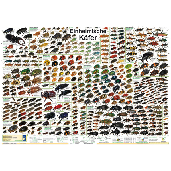 Poster "Einheimische Käfer"