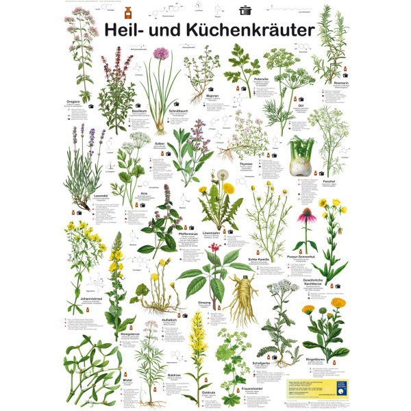 Poster "Heil- und Küchenkräuter"