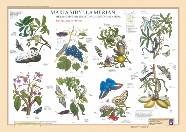 Poster "Maria Sibylla Merian 2"