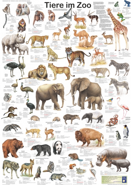 Poster "Tiere im Zoo"