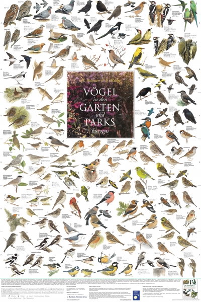 Poster "Vögel aus den Gärten und Parks Europas"