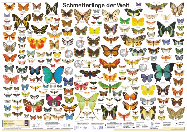 Poster "Schmetterlinge der Welt"